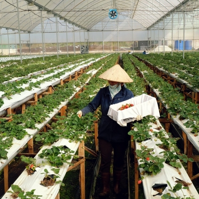 Boosting AgTech opportunities with Vietnam